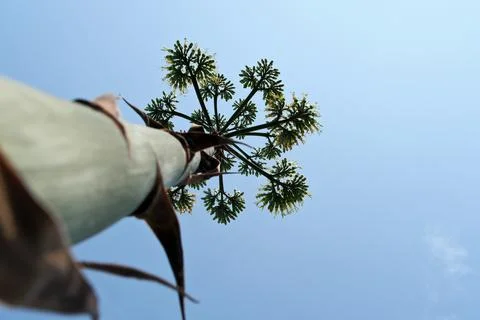 Blooming agave. 스톡 사진