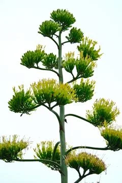 Blooming agave. Foto stock