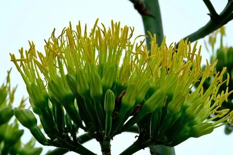 Blooming agave. Foto stock