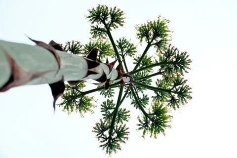 Blooming agave. Stock Photos