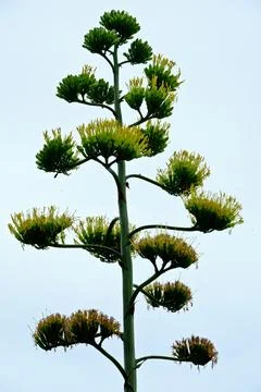 Blooming agave. Foto stock