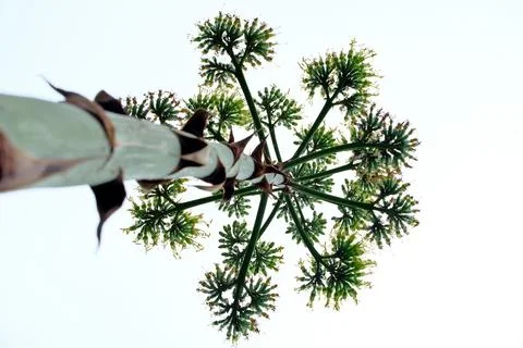 Blooming agave. Stock-Fotos