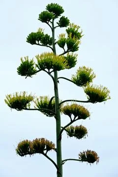 Blooming agave. Stock Photos