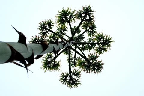 Blooming agave. Stock Photos