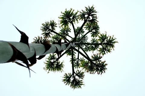 Blooming agave. Stock Photos