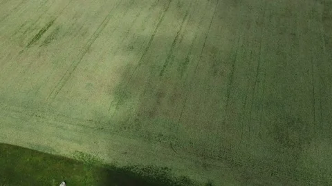 Blooming agricultural land top view. Aerial photography. Stock-Footage 201554792