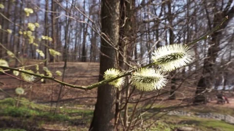Blooming alder in early spring Stock Footage 106787185