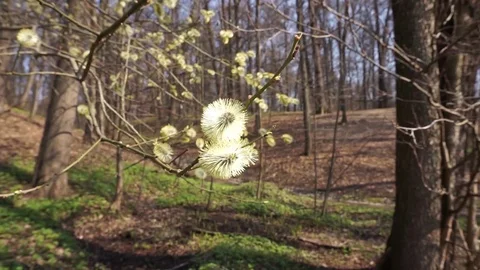 Blooming alder in early spring Stock Footage 106787187