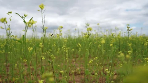 Blooming Alfalfa Field Stock Footage 319467180