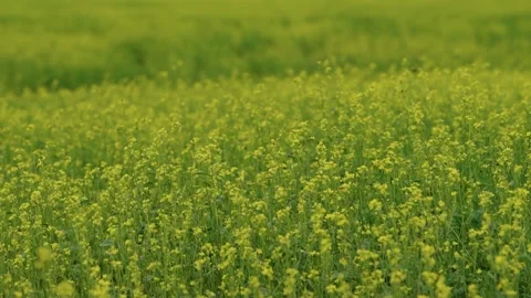 Blooming Alfalfa Field Stock Footage 319467752