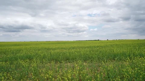 Blooming Alfalfa Field Stock Footage 319467916