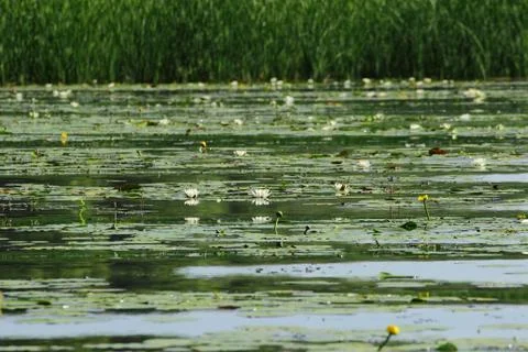 Blooming algae in the pond Stock Photos