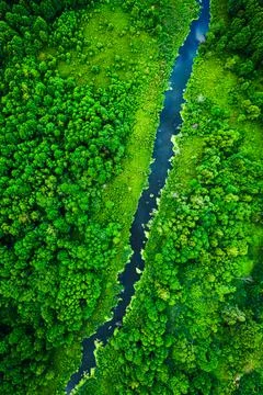 Blooming algae on the river. Aerial view of wildlife. Stock Photos