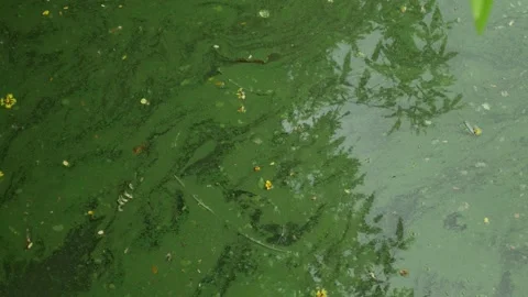 Blooming algae water pollution problem. Stock Footage 312986840