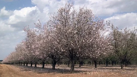 Blooming almond fix frame Stock Footage 86495097