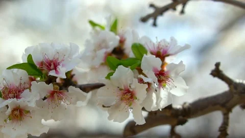 Blooming Almond Video stock 126724715