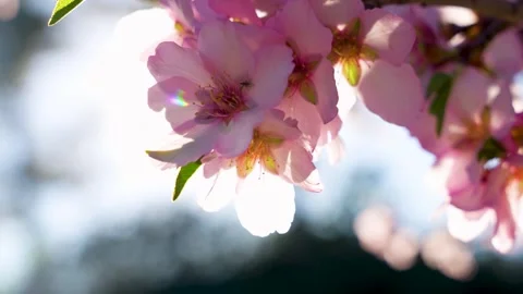 Blooming almond tree branch with soft blurred background and flares Video stock 329519099