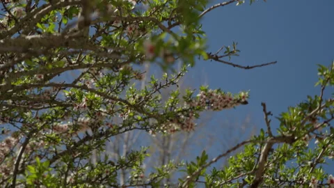 Blooming almond tree branches against blue sky Stock Footage 335272728