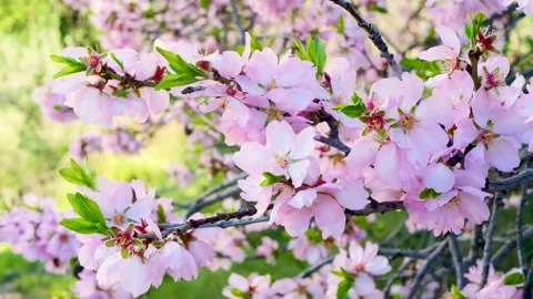 Blooming almond tree flowers with soft pink petals moving naturally in wind Stock Footage 329161144