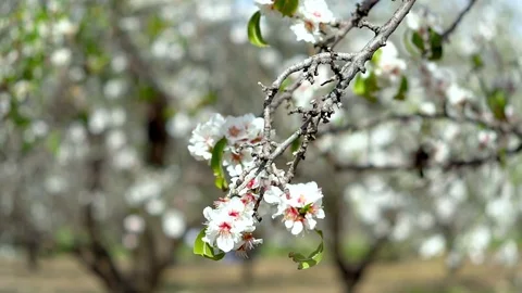Blooming Almond Tree Video stock 126724693