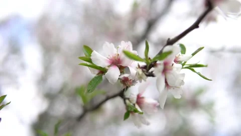Blooming almond tree 스톡 동영상 236819234