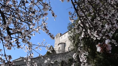 Blooming almond tree with medieval monastery in background Vídeo Stock 149032291