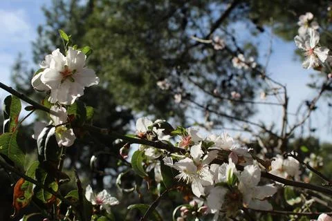 Blooming almond tree Stock Photos