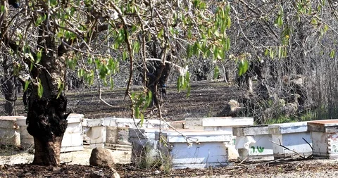Blooming Almond Tree in the Spring and bees flying near beehives. Stock Footage 125035158