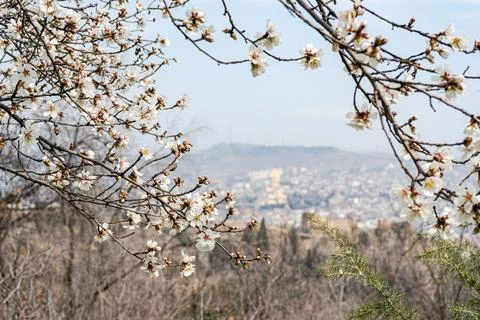 Blooming almond tree in the spring Stock-Fotos