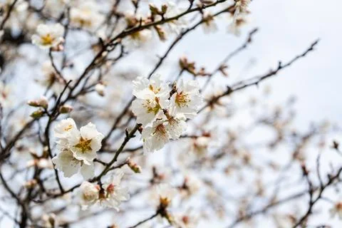 Blooming almond tree in the spring 스톡 사진