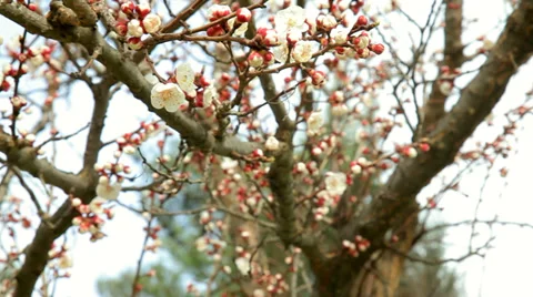 Blooming almond tree at spring with travelling technique filming Stock Footage 38018697