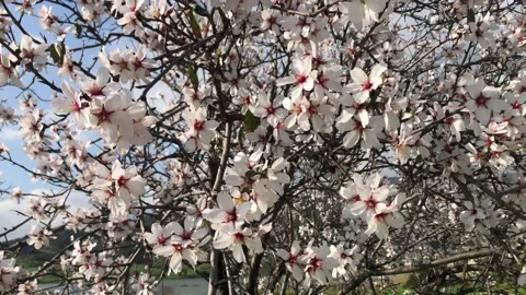 Blooming almond tree, springtime bloom Stock Footage 148272577