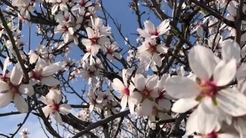 Blooming almond tree, springtime bloom Stock Footage 148272745