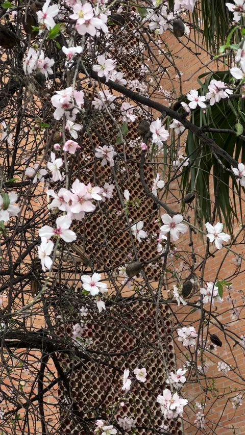 Blooming almond tree with wall at the background. Vertical video Stock Footage 240921865