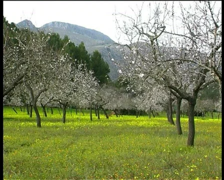 Blooming Almond trees Stock Footage