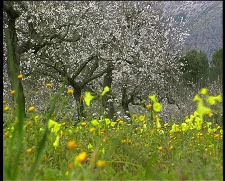 Blooming Almond trees  Stock Footage 123205