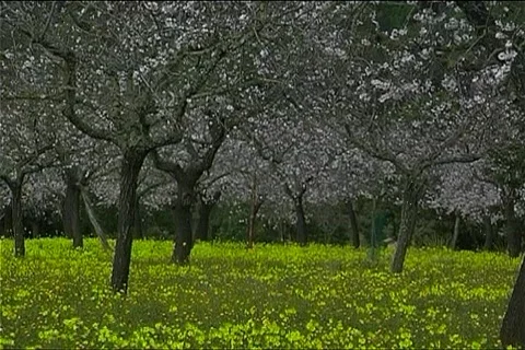 Blooming Almond Trees  Stock Footage 399214