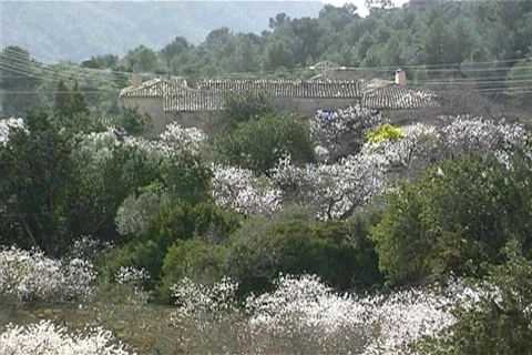 Blooming Almond Trees Stock Footage