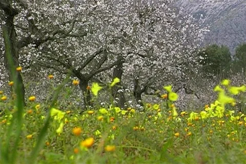 Blooming Almond Trees   Video stock 399229