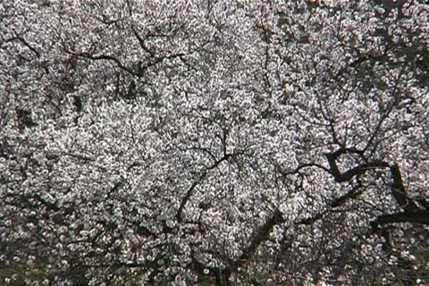 Blooming Almond Trees  Stock Footage 399230