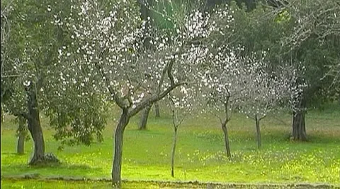 Blooming Almond Trees  Video stock 955410