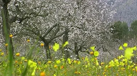 Blooming Almond trees Video stock 9964754