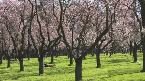 Blooming almond trees in spring park landscape Stock-Footage 329791079