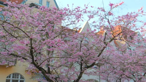Blooming almond trees at spring time Vídeo Stock 88721689