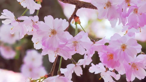 Blooming almond trees at spring time, close up Stock Footage 88730837