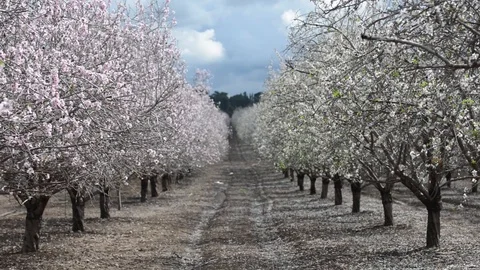 Blooming almond trees at spring time 스톡 동영상 90791857