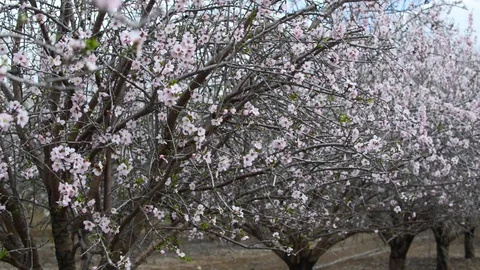 Blooming almond trees at spring time 스톡 동영상 90792261