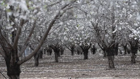 Blooming almond trees at spring time 스톡 동영상 90792519