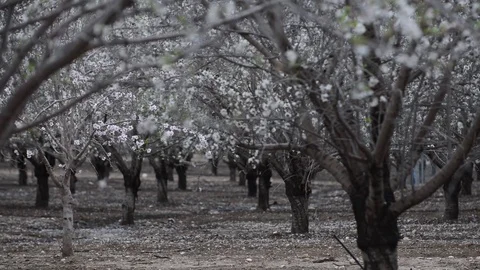 Blooming almond trees at spring time 스톡 동영상 90792822