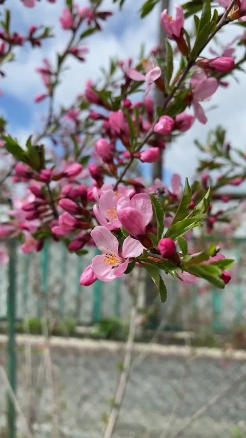 Blooming almonds Stock-Footage 241296936